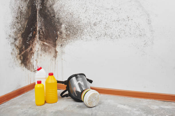 Best Fast Mold Removal  in Lake Panasoffkee, FL