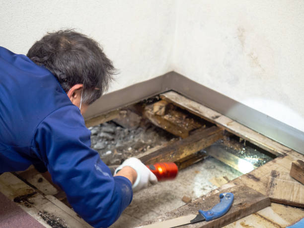 Best Crawl Space Mold Removal  in Lake Panasoffkee, FL