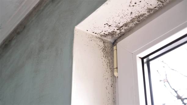 Best Mold Removal Company Near Me  in Lake Panasoffkee, FL