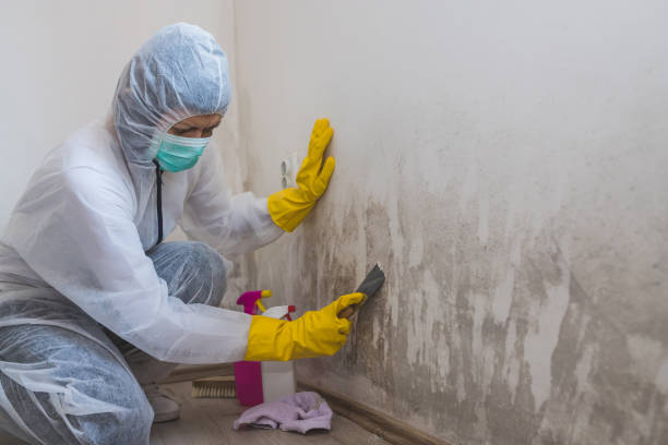 Best Residential Mold Removal  in Lake Panasoffkee, FL