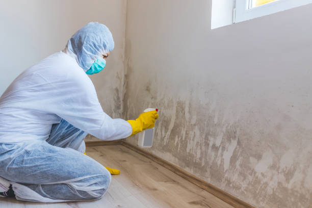 Best Attic Mold Removal  in Lake Panasoffkee, FL