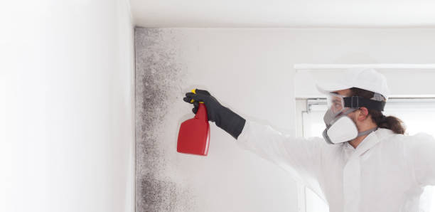 Best Home Mold Removal  in Lake Panasoffkee, FL