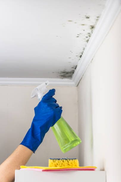 Best Attic Mold Removal  in Lake Panasoffkee, FL